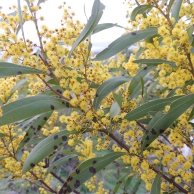 Acacia rubida (Red-stemmed Wattle, Red-leaved Wattle) at Paddys River, ACT - 29 Aug 2015 by michaelb