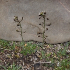 Capsella bursa-pastoris (Shepherd's Purse) at Point Hut to Tharwa - 29 Aug 2015 by michaelb