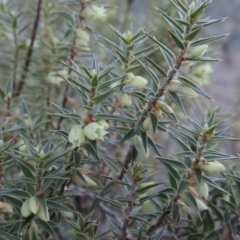 Melichrus urceolatus (Urn Heath) at Tennent, ACT - 29 Aug 2015 by MichaelBedingfield