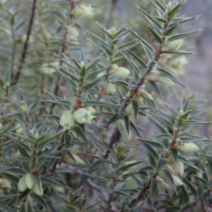 Melichrus urceolatus at Tennent, ACT - 29 Aug 2015 12:00 AM