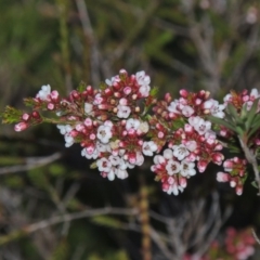 Micromyrtus ciliata (Fringed Heath-myrtle) at Tennent, ACT - 28 Aug 2015 by michaelb