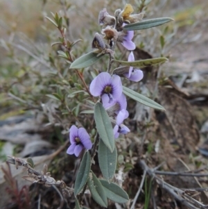Hovea heterophylla at Tennent, ACT - 29 Aug 2015