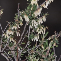 Leucopogon fletcheri subsp. brevisepalus (Twin Flower Beard-Heath) at Namadgi National Park - 28 Aug 2015 by michaelb