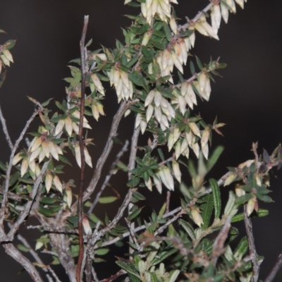 Leucopogon fletcheri subsp. brevisepalus (Twin Flower Beard-Heath) at Namadgi National Park - 28 Aug 2015 by michaelb