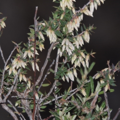 Styphelia fletcheri subsp. brevisepala (Twin Flower Beard-Heath) at Tennent, ACT - 29 Aug 2015 by MichaelBedingfield