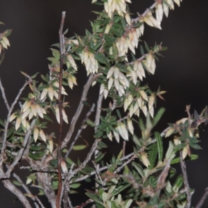 Leucopogon fletcheri subsp. brevisepalus at Tennent, ACT - 29 Aug 2015