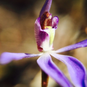 Cyanicula caerulea at Gungahlin, ACT - 1 Sep 2015