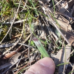 Caladenia actensis (Canberra Spider Orchid) at Hackett, ACT - 31 Aug 2015 by MattM