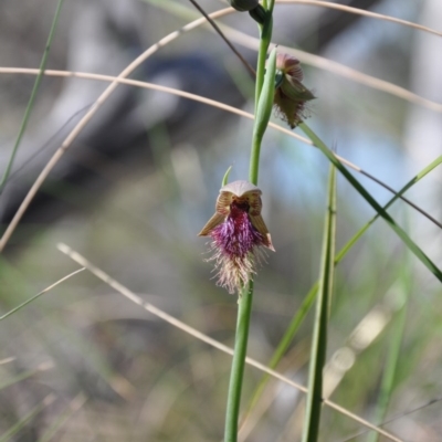 Calochilus platychilus (Purple Beard Orchid) at ANBG South Annex - 16 Oct 2014 by MattM
