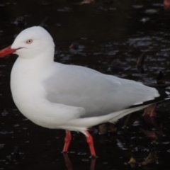 Chroicocephalus novaehollandiae (Silver Gull) at Commonwealth & Kings Parks - 8 Jul 2015 by michaelb