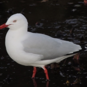 Chroicocephalus novaehollandiae at Canberra, ACT - 8 Jul 2015