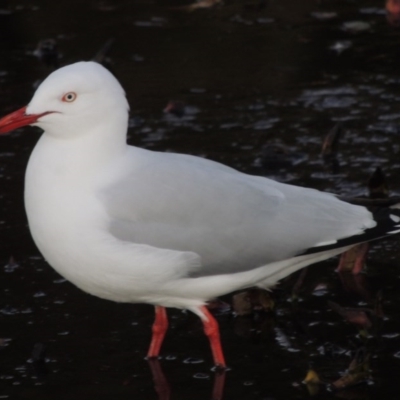 Chroicocephalus novaehollandiae (Silver Gull) at Canberra, ACT - 8 Jul 2015 by MichaelBedingfield