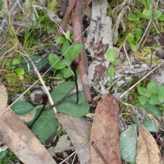 Cyrtostylis reniformis (Common Gnat Orchid) at Aranda, ACT - 25 Aug 2015 by MattM