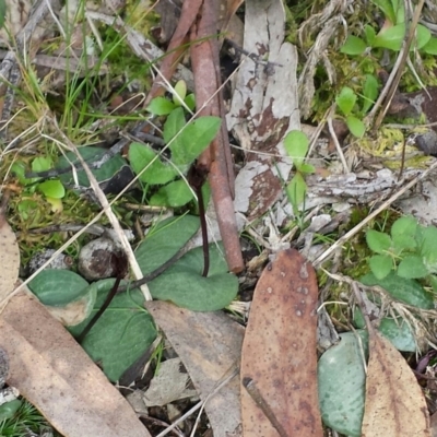 Cyrtostylis reniformis (Common Gnat Orchid) at Aranda, ACT - 25 Aug 2015 by MattM