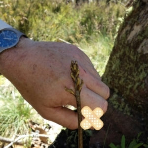 Gastrodia surcula at Cotter River, ACT - 26 Dec 2014
