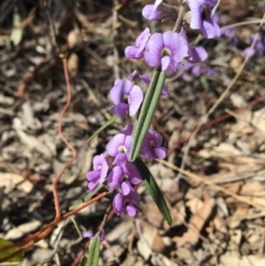 Hovea heterophylla (Common Hovea) at Bruce Ridge - 2 Sep 2015 by mtchl