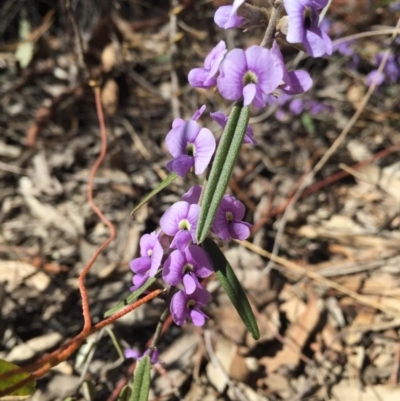 Hovea heterophylla (Common Hovea) at Bruce Ridge - 2 Sep 2015 by mtchl