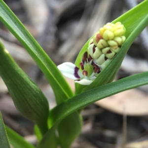 Wurmbea dioica subsp. dioica at Aranda, ACT - 2 Sep 2015