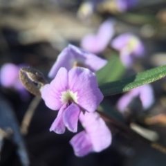 Hovea heterophylla (Common Hovea) at Aranda Bushland - 2 Sep 2015 by JasonC