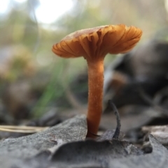 Unidentified at Aranda Bushland - 2 Sep 2015 by JasonC