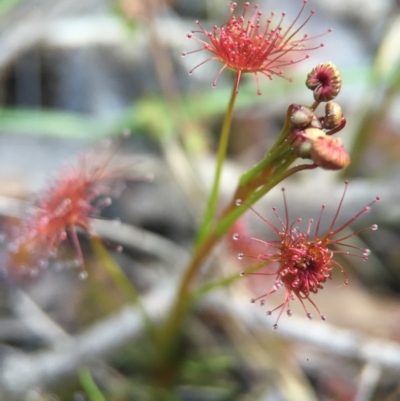 Drosera (genus) (A Sundew) at Aranda, ACT - 2 Sep 2015 by JasonC