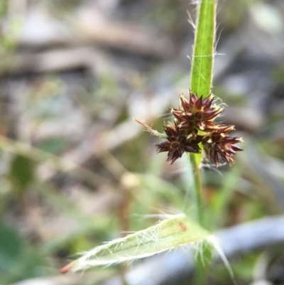 Luzula densiflora (Dense Wood-rush) at Aranda Bushland - 2 Sep 2015 by JasonC