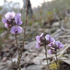 Hovea heterophylla (Common Hovea) at Tuggeranong Hill - 2 Sep 2015 by michaelb