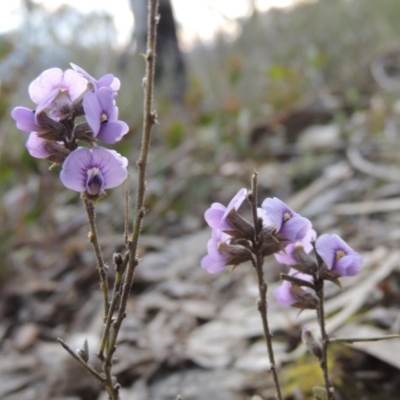 Hovea heterophylla (Common Hovea) at Conder, ACT - 2 Sep 2015 by MichaelBedingfield