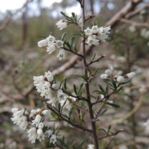 Cryptandra amara at Conder, ACT - 2 Sep 2015 06:30 PM