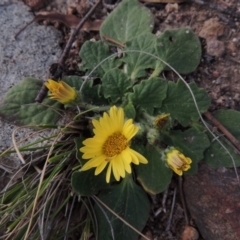 Cymbonotus sp. (preissianus or lawsonianus) (Bears Ears) at Conder, ACT - 2 Sep 2015 by MichaelBedingfield