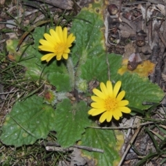 Cymbonotus sp. (preissianus or lawsonianus) (Bears Ears) at Tuggeranong Hill - 2 Sep 2015 by michaelb