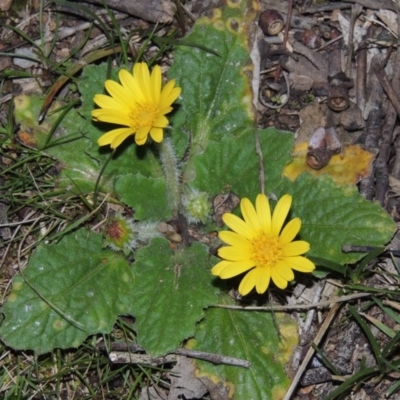 Cymbonotus sp. (preissianus or lawsonianus) (Bears Ears) at Tuggeranong Hill - 2 Sep 2015 by michaelb