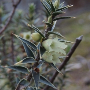 Melichrus urceolatus at Conder, ACT - 2 Sep 2015