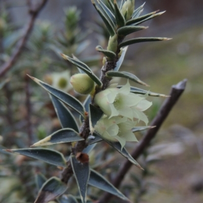 Melichrus urceolatus (Urn Heath) at Conder, ACT - 2 Sep 2015 by MichaelBedingfield