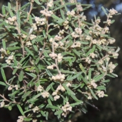 Pomaderris angustifolia (Pomaderris) at Conder, ACT - 2 Sep 2015 by MichaelBedingfield