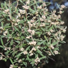 Pomaderris angustifolia (Pomaderris) at Conder, ACT - 2 Sep 2015 by michaelb