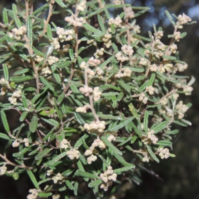 Pomaderris angustifolia (Pomaderris) at Conder, ACT - 2 Sep 2015 by MichaelBedingfield