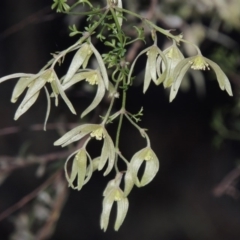 Clematis leptophylla (Small-leaf Clematis, Old Man's Beard) at Conder, ACT - 2 Sep 2015 by MichaelBedingfield