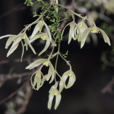 Clematis leptophylla (Small-leaf Clematis, Old Man's Beard) at Conder, ACT - 2 Sep 2015 by michaelb