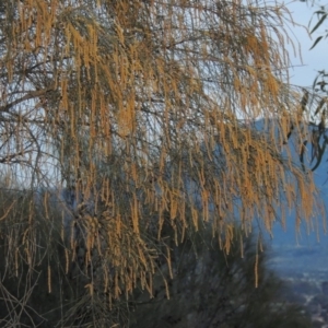 Allocasuarina verticillata at Conder, ACT - 2 Sep 2015