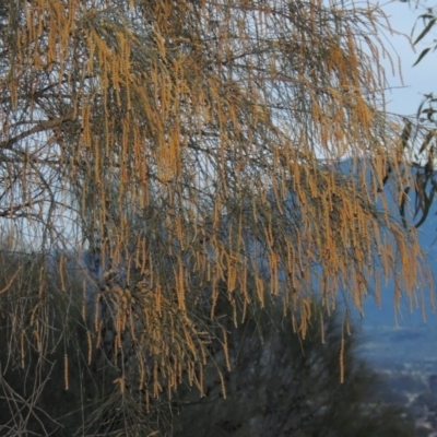 Allocasuarina verticillata (Drooping Sheoak) at Conder, ACT - 2 Sep 2015 by MichaelBedingfield