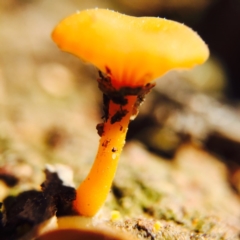 Lichenomphalia chromacea (Yellow Navel) at Mulligans Flat - 2 Sep 2015 by JasonC