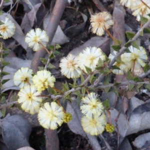 Acacia gunnii at Farrer, ACT - 16 Aug 2015 05:19 PM