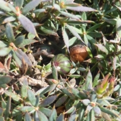 Styphelia humifusum (Cranberry Heath) at O'Malley, ACT - 20 Aug 2015 by Mike