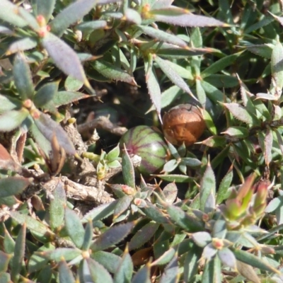 Astroloma humifusum (Cranberry Heath) at Mount Mugga Mugga - 20 Aug 2015 by Mike