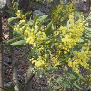 Acacia rubida at O'Malley, ACT - 21 Aug 2015