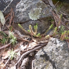 Crassula sieberiana (Austral Stonecrop) at O'Malley, ACT - 21 Aug 2015 by Mike