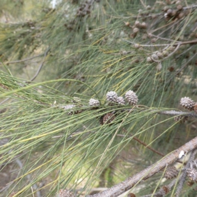 Casuarina cunninghamiana subsp. cunninghamiana (River She-Oak, River Oak) at Symonston, ACT - 21 Aug 2015 by Mike