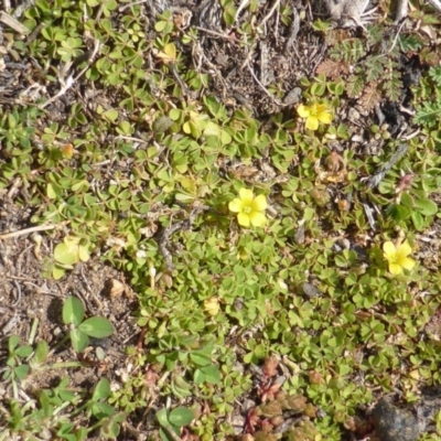 Oxalis sp. (Wood Sorrel) at Mount Mugga Mugga - 21 Aug 2015 by Mike