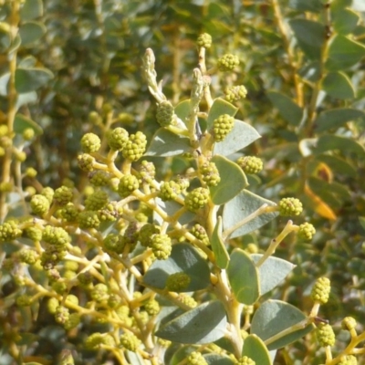 Acacia cultriformis (Knife Leaf Wattle) at Garran, ACT - 21 Aug 2015 by Mike